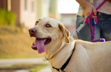 Cursos a distancia de adestramento de cães