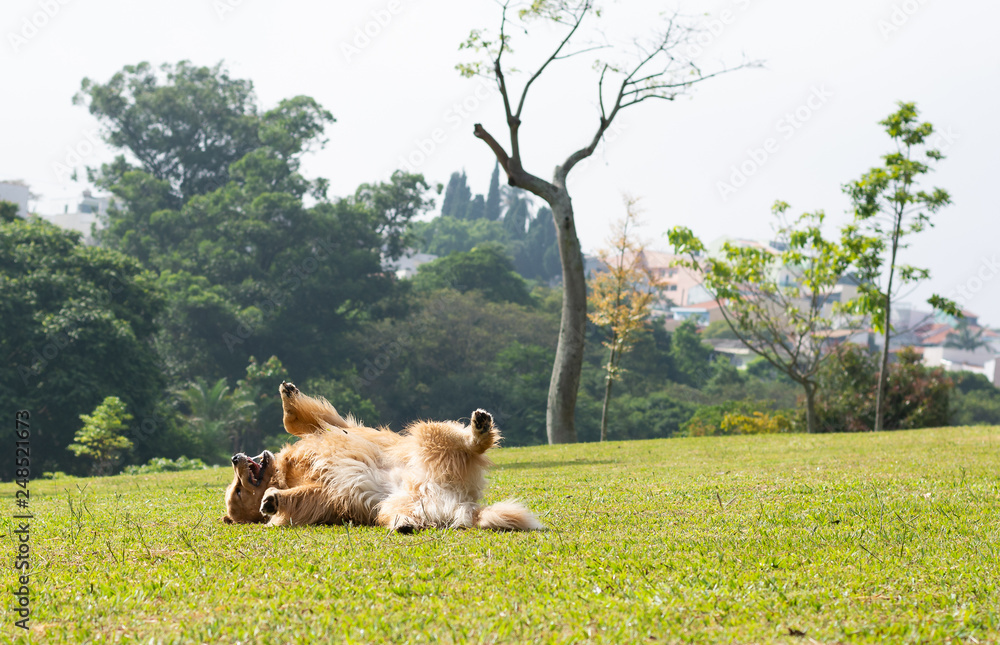 Cursos a distancia de adestramento de cães