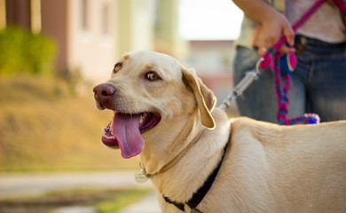 Cursos a distancia de adestramento de cães